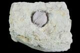 Blastoid (Pentremites) Fossil - Illinois #86450-1